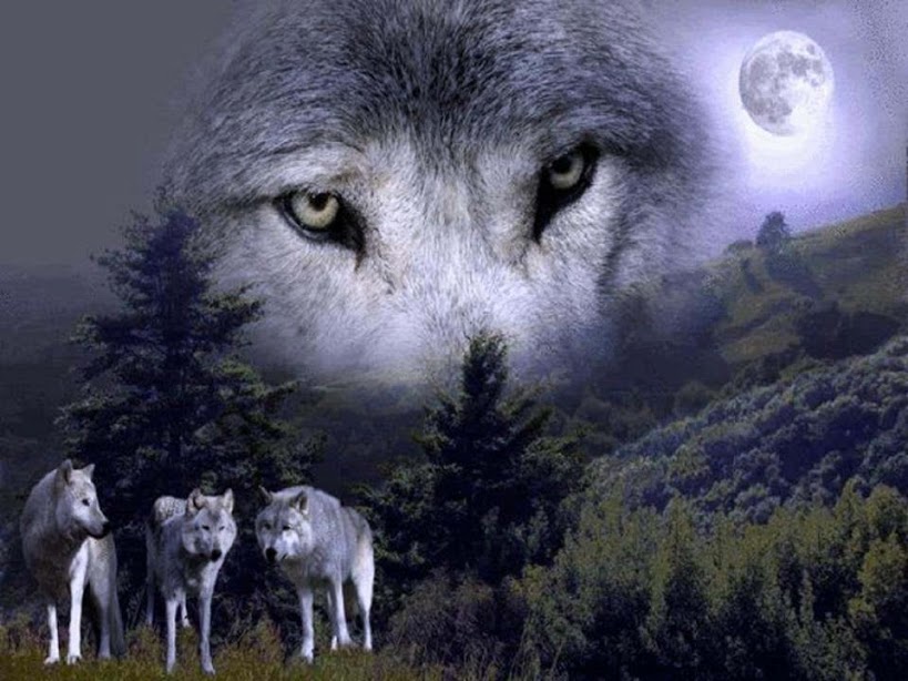 Loups et clair de Lune