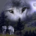 Loups et clair de Lune