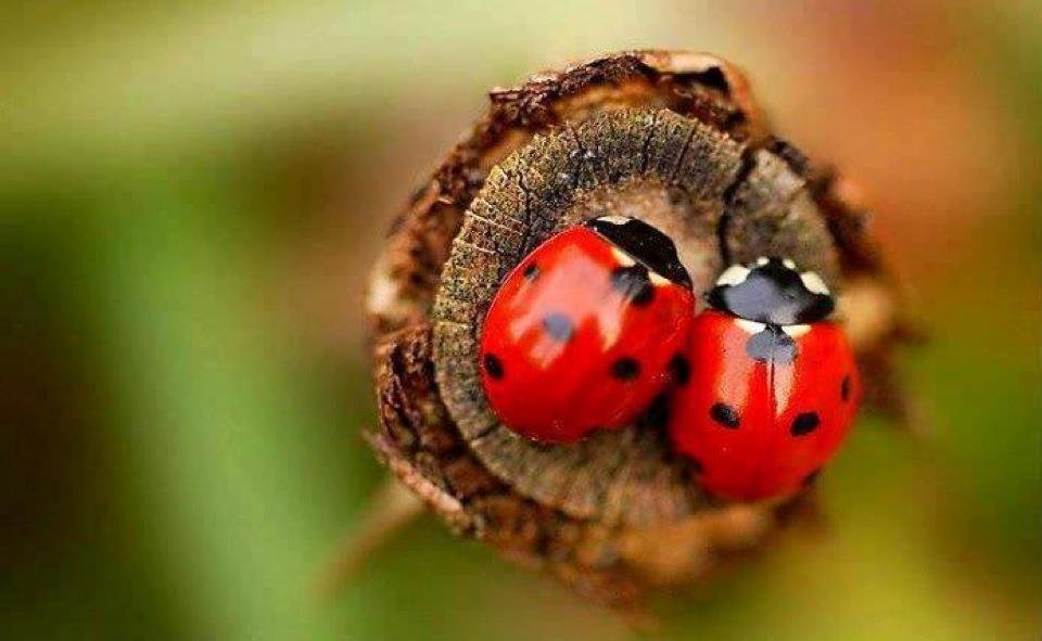 coccinelles