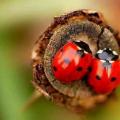 coccinelles