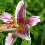 fleur