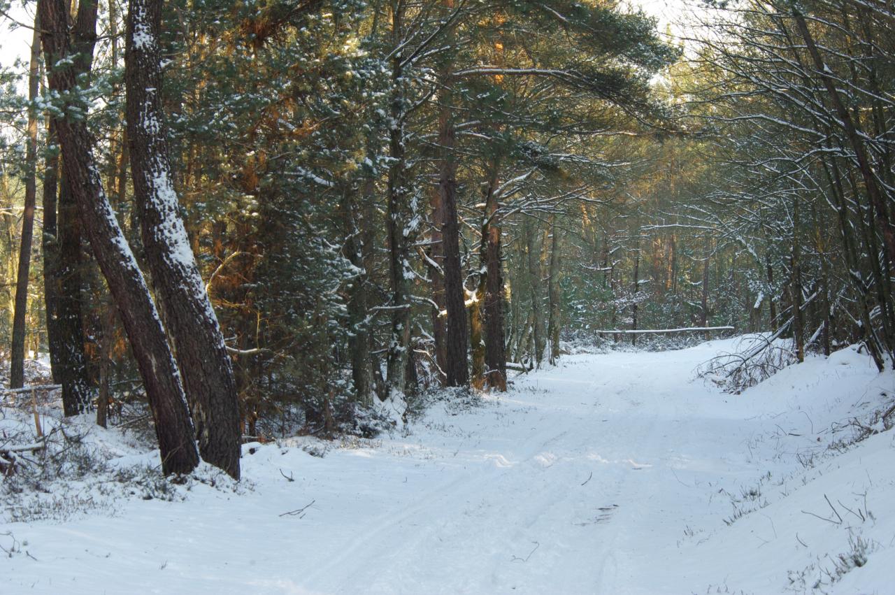 Paysage d'hiver